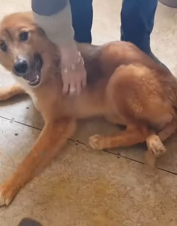 woman scratching happy dog