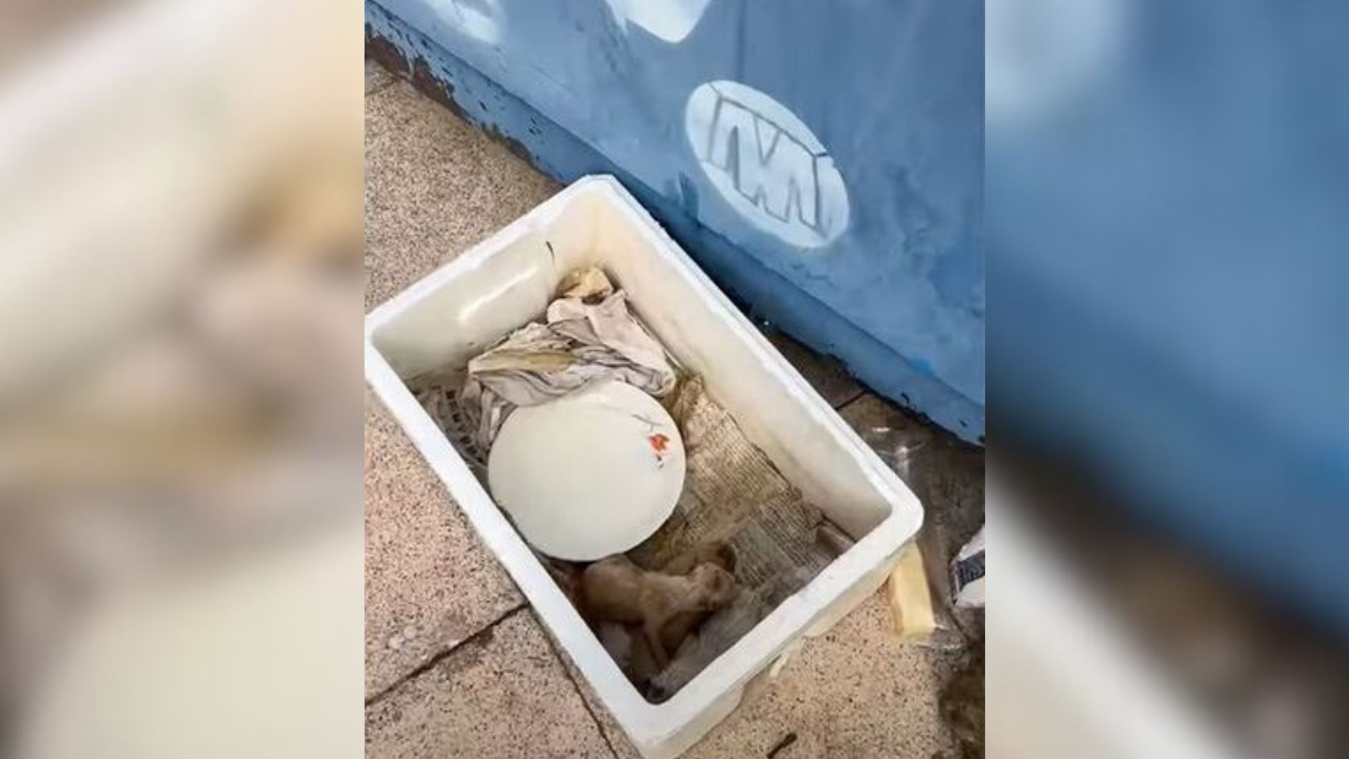 3 Newborn Puppies Kept Crying After Heartless People Left Them In A Garbage Dump