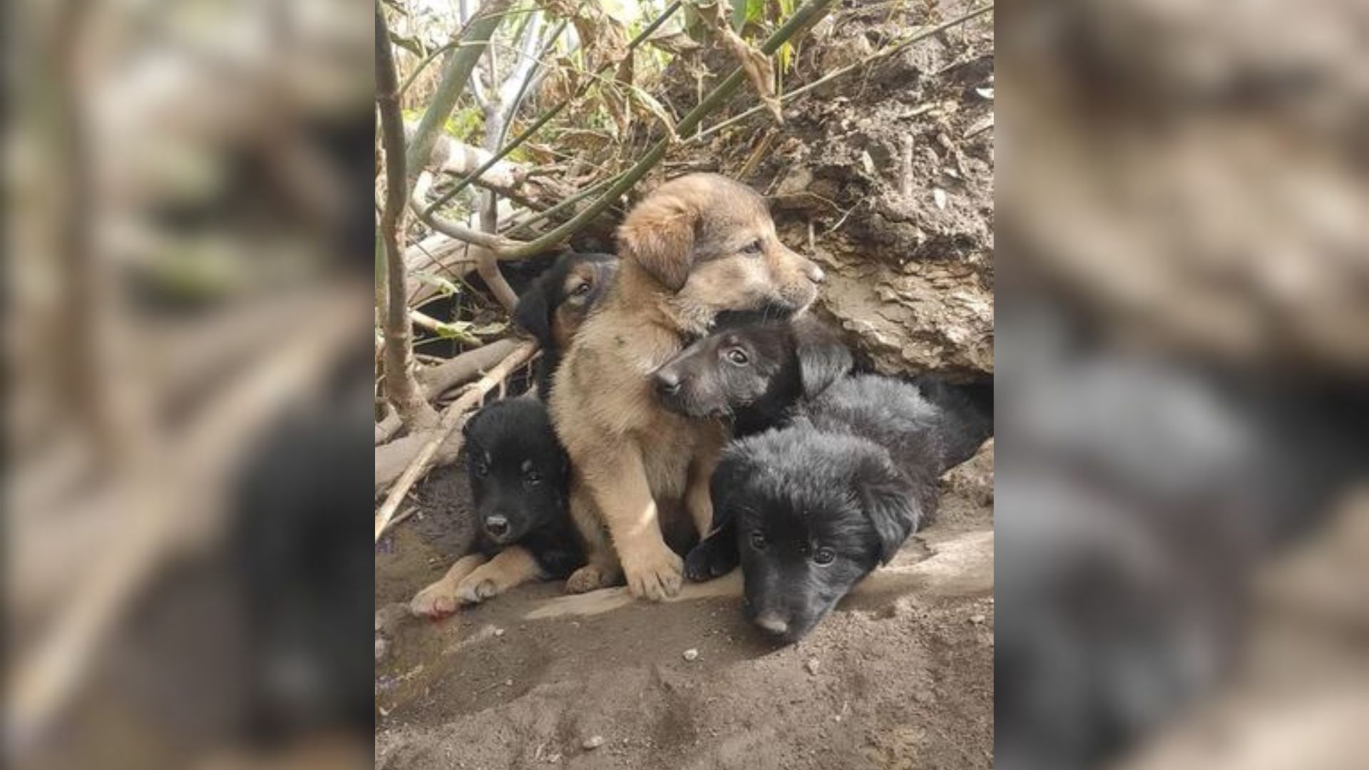 puppies hiding in a cave