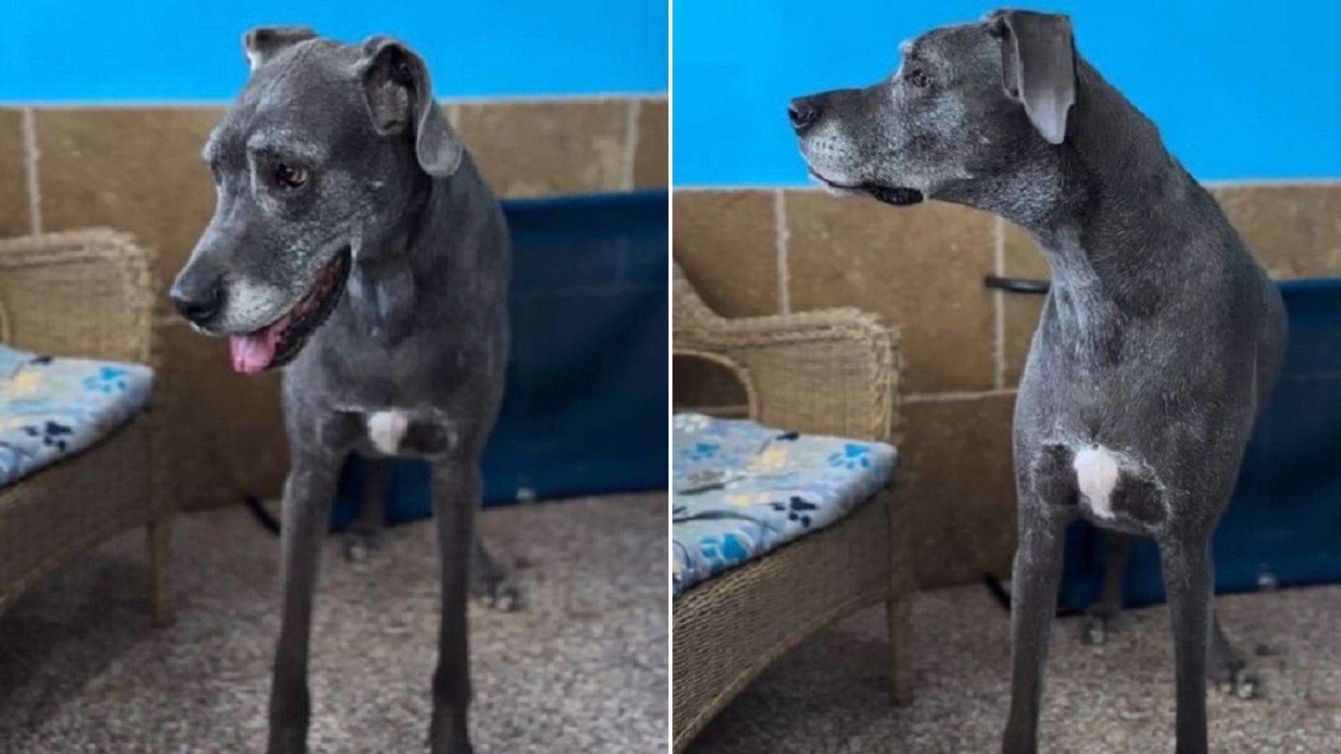 A Crying Senior Dog Kept Waiting For Her Family To Come Back After They Surrendered Her To A Shelter