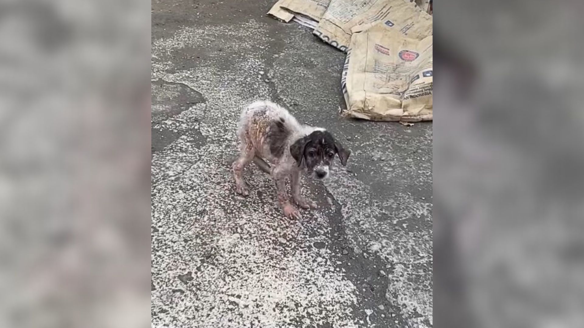 scared stray puppy