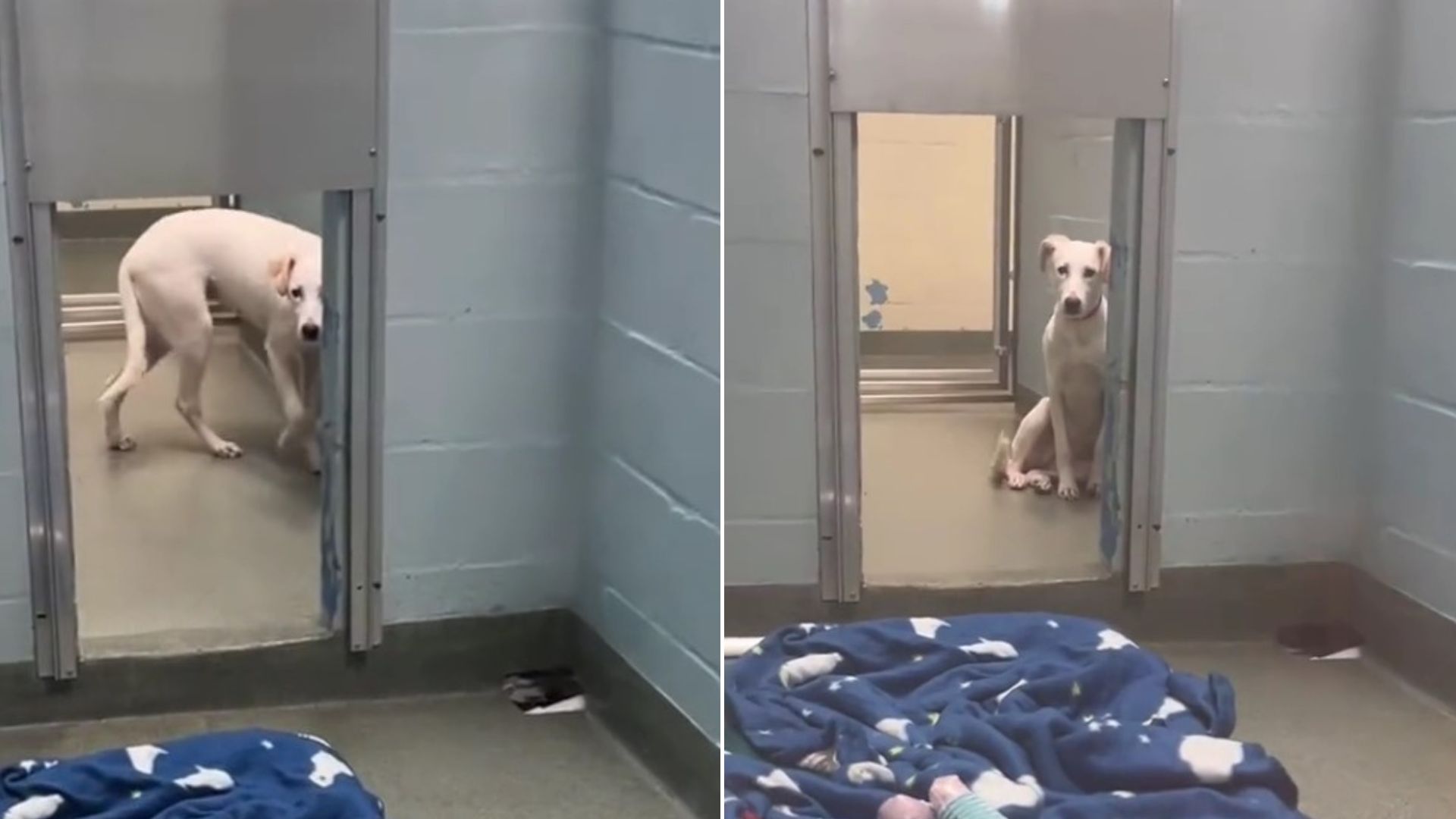 Scared Pup Who Just Wanted A Second Chance Finally Gets It When Kind Florida Rescuers Save Her