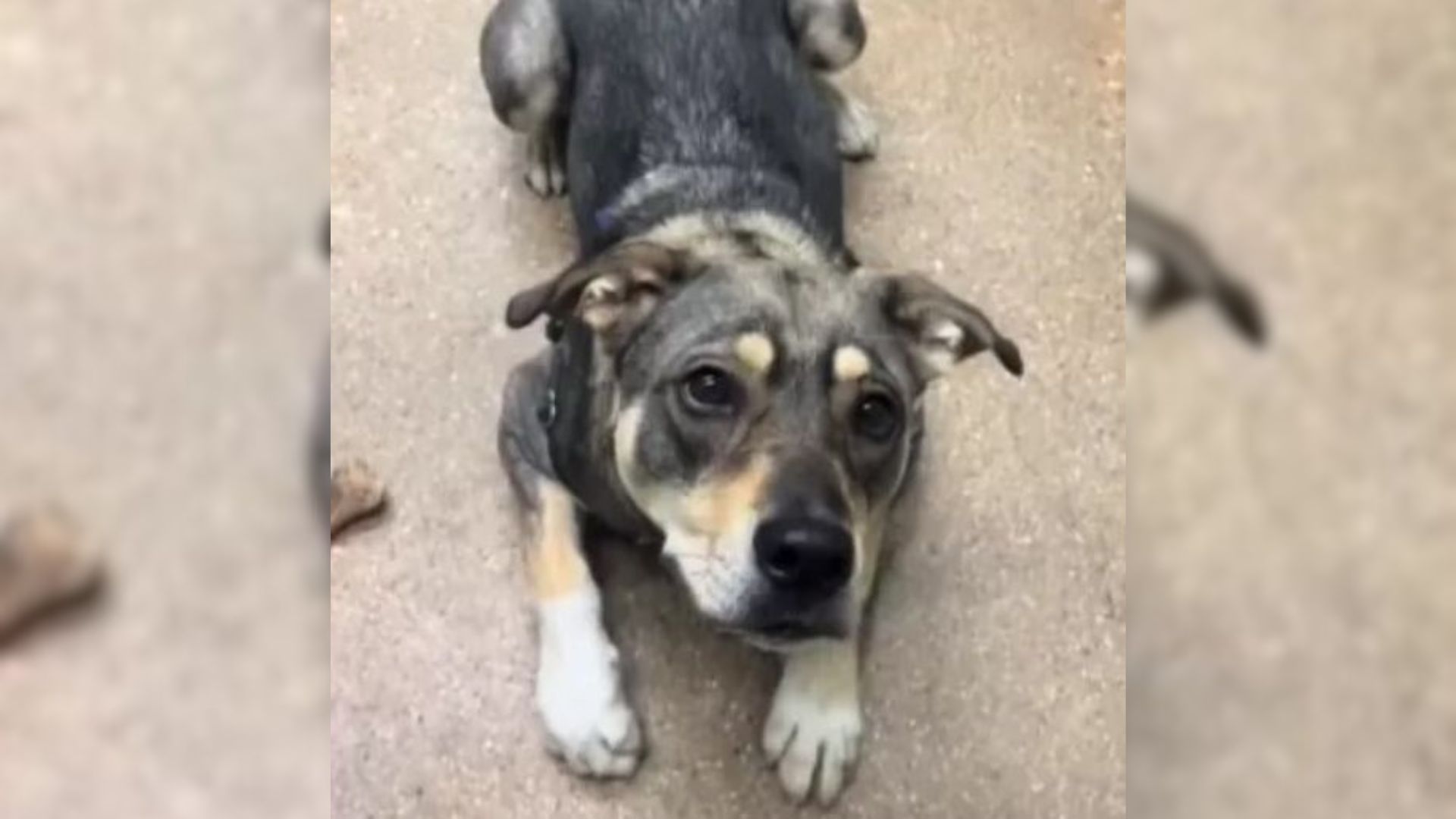 A Shelter Dog Is All Alone Again