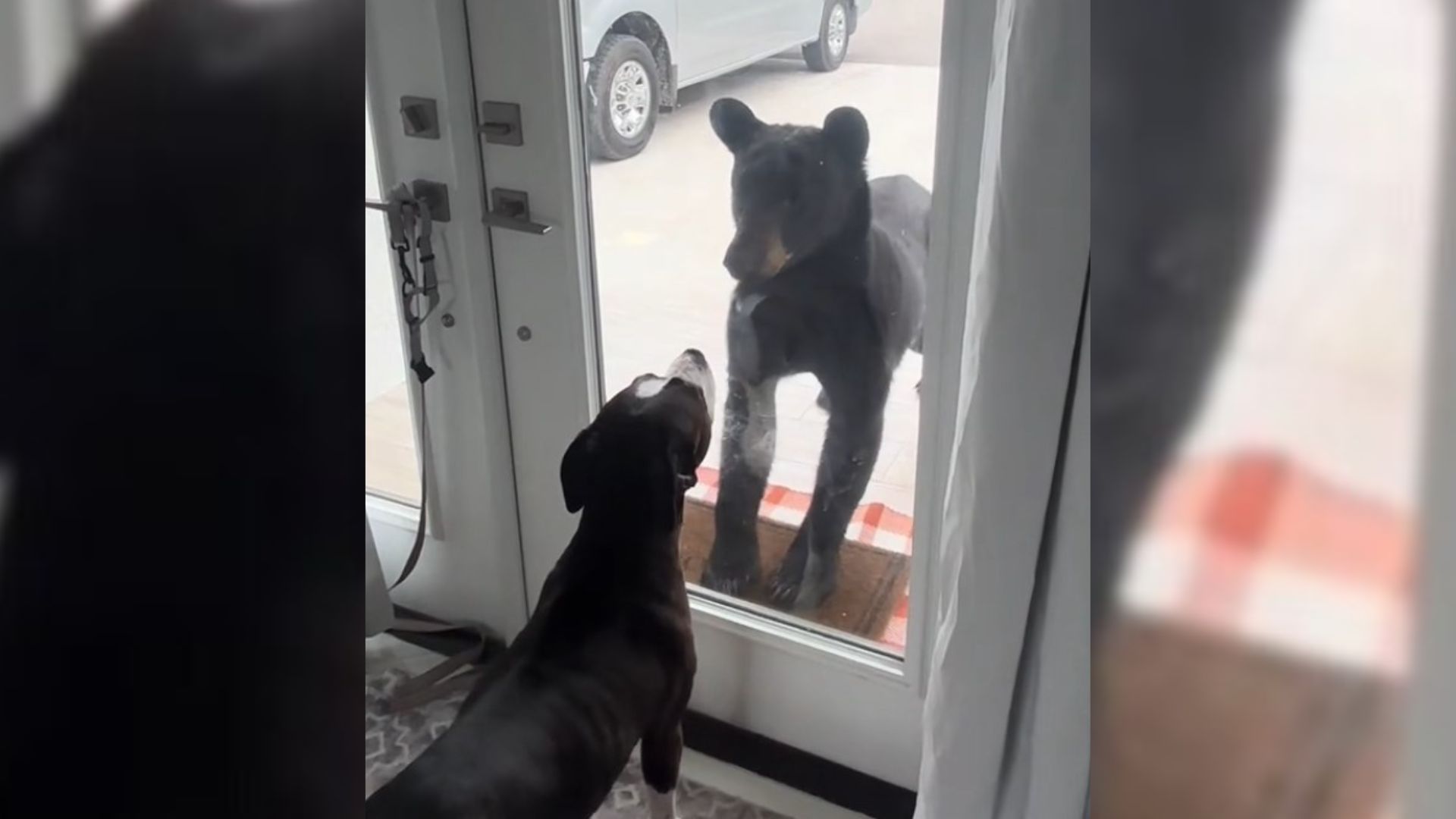 This Tense Face-Off Between A Florida Black Bear And A Dog Left Everyone Shocked