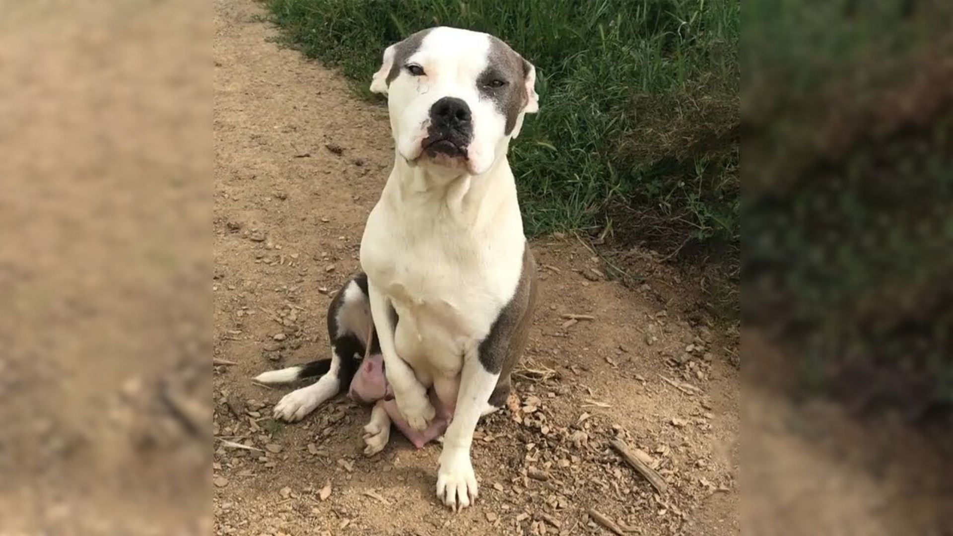 A Trembling Mother Dog Clasped Her Paws Together As If She Were Begging For Something