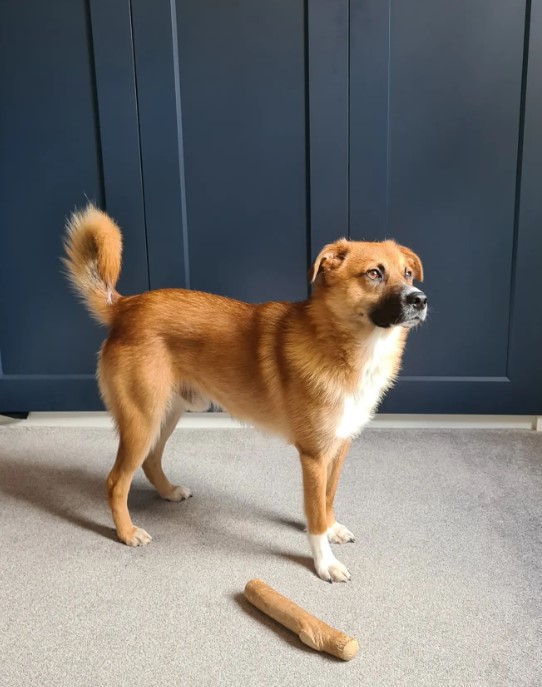 A beautiful dog is standing in the kitchen