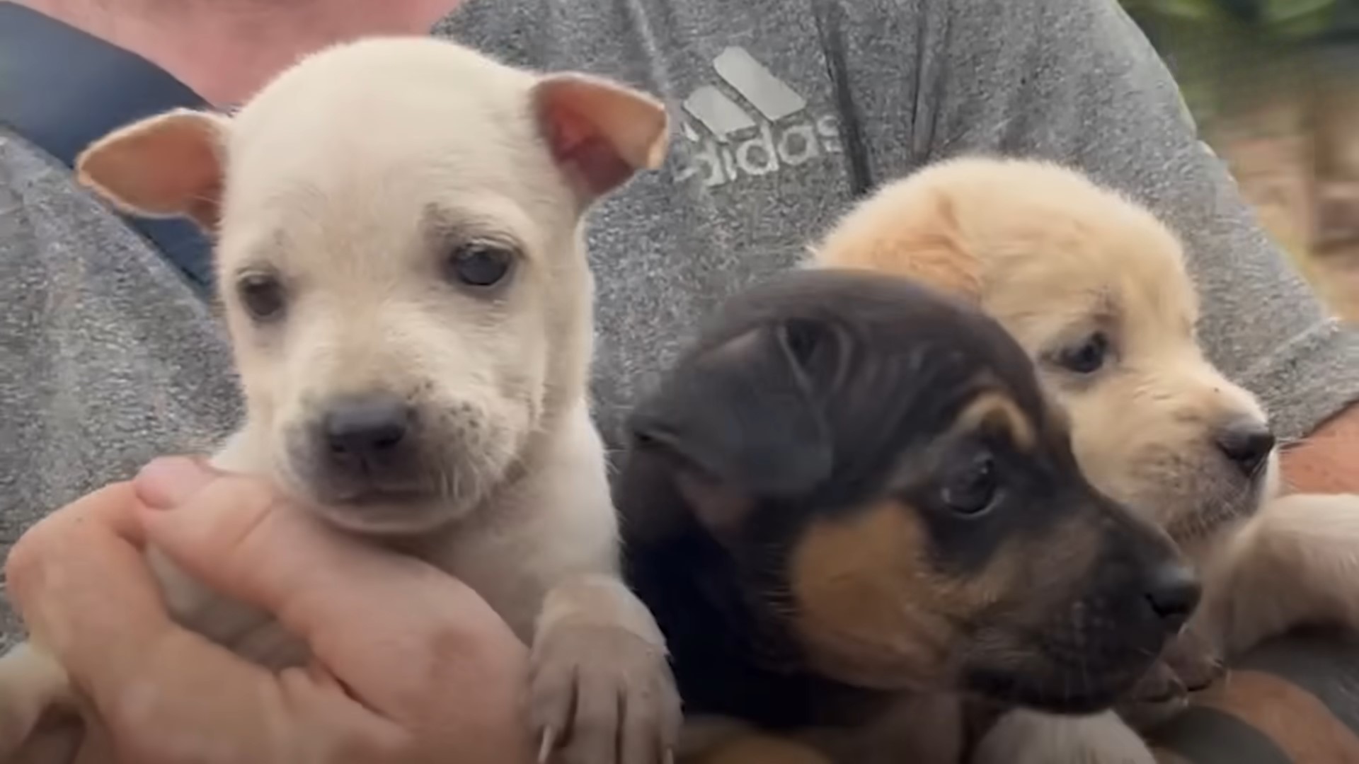 A man holds three puppies in his arms.