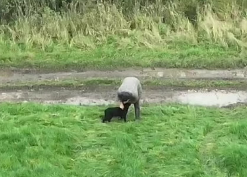 A man petting a black dog in a field