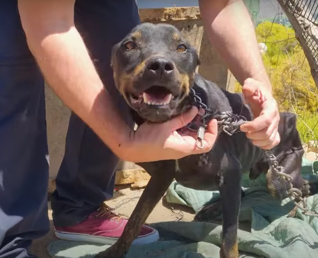 A man takes off a dog's chain