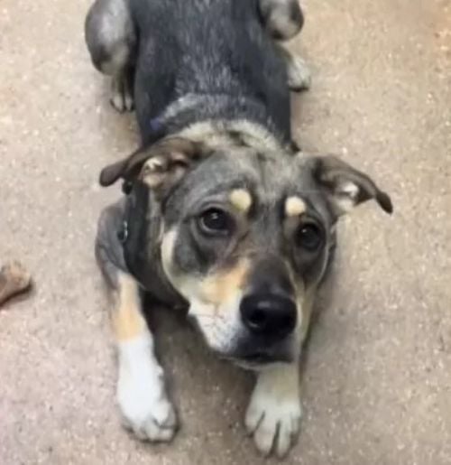 A sad dog lies on the sidewalk