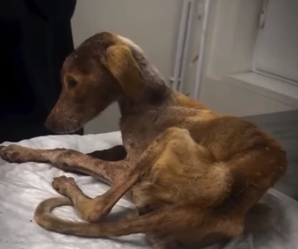 A skinny dog ​​is lying on the table.