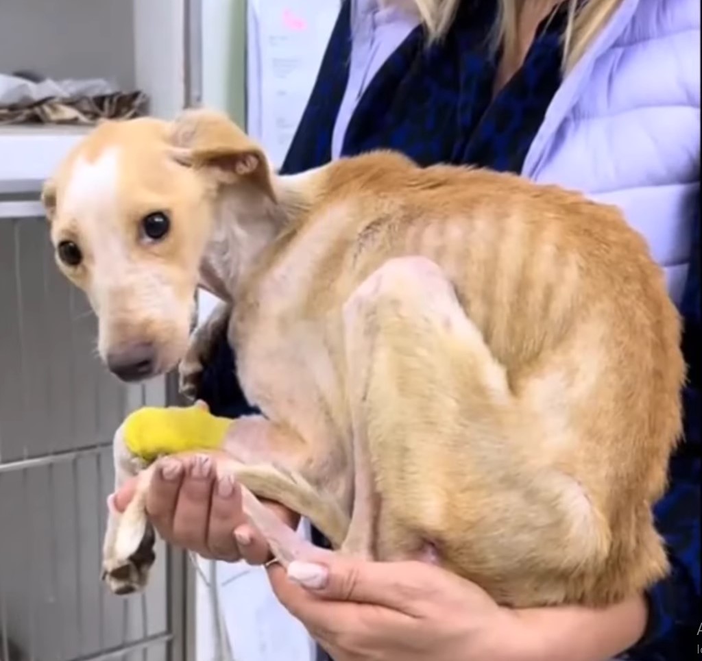 A woman holds a skinny dog ​​in her arms.