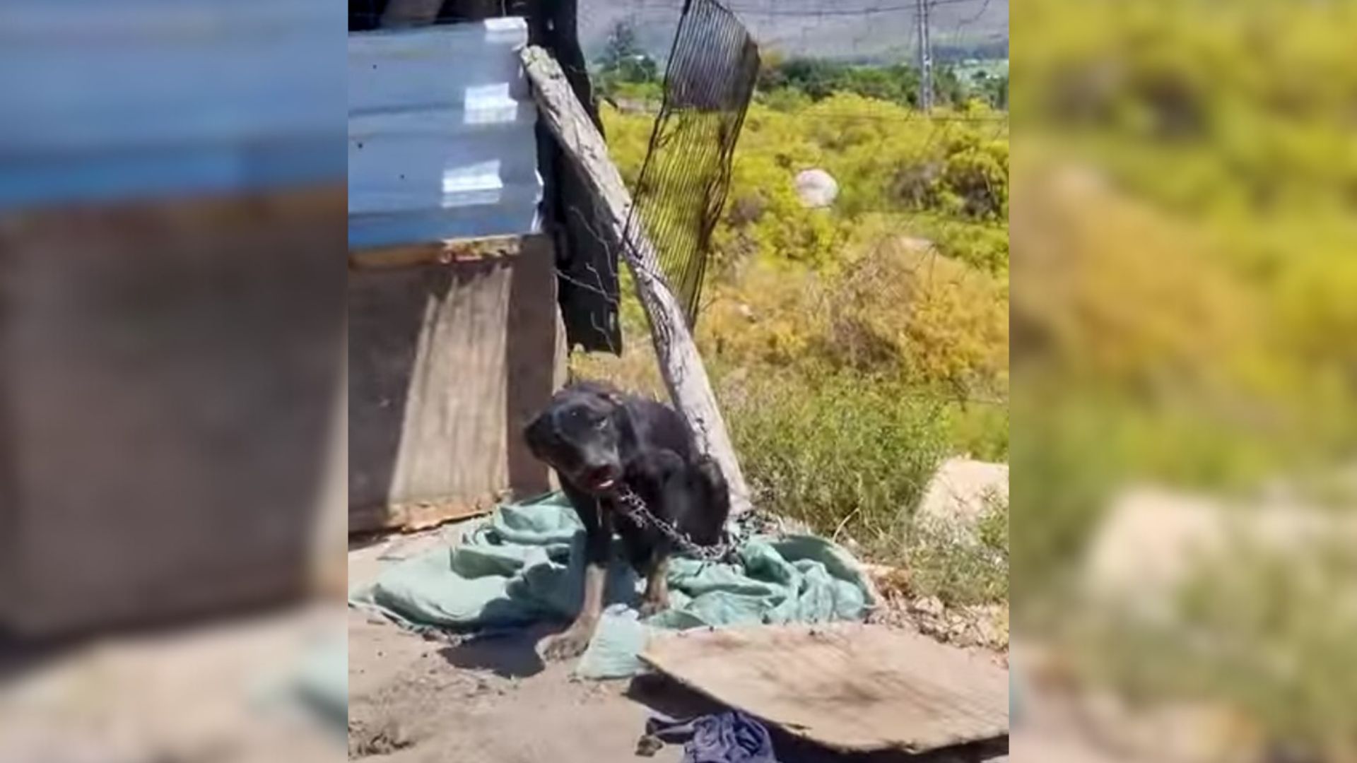 Abandoned Dog Couldn't Stop Crying After His Owner Left Him