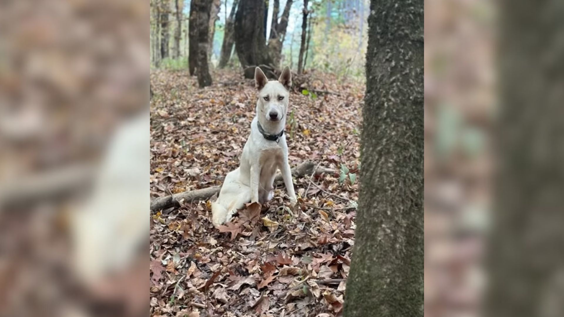 Mississippi Rescuers Noticed A Distressed Dog Ask Them To Follow Her Only To Be Shocked By What They Saw