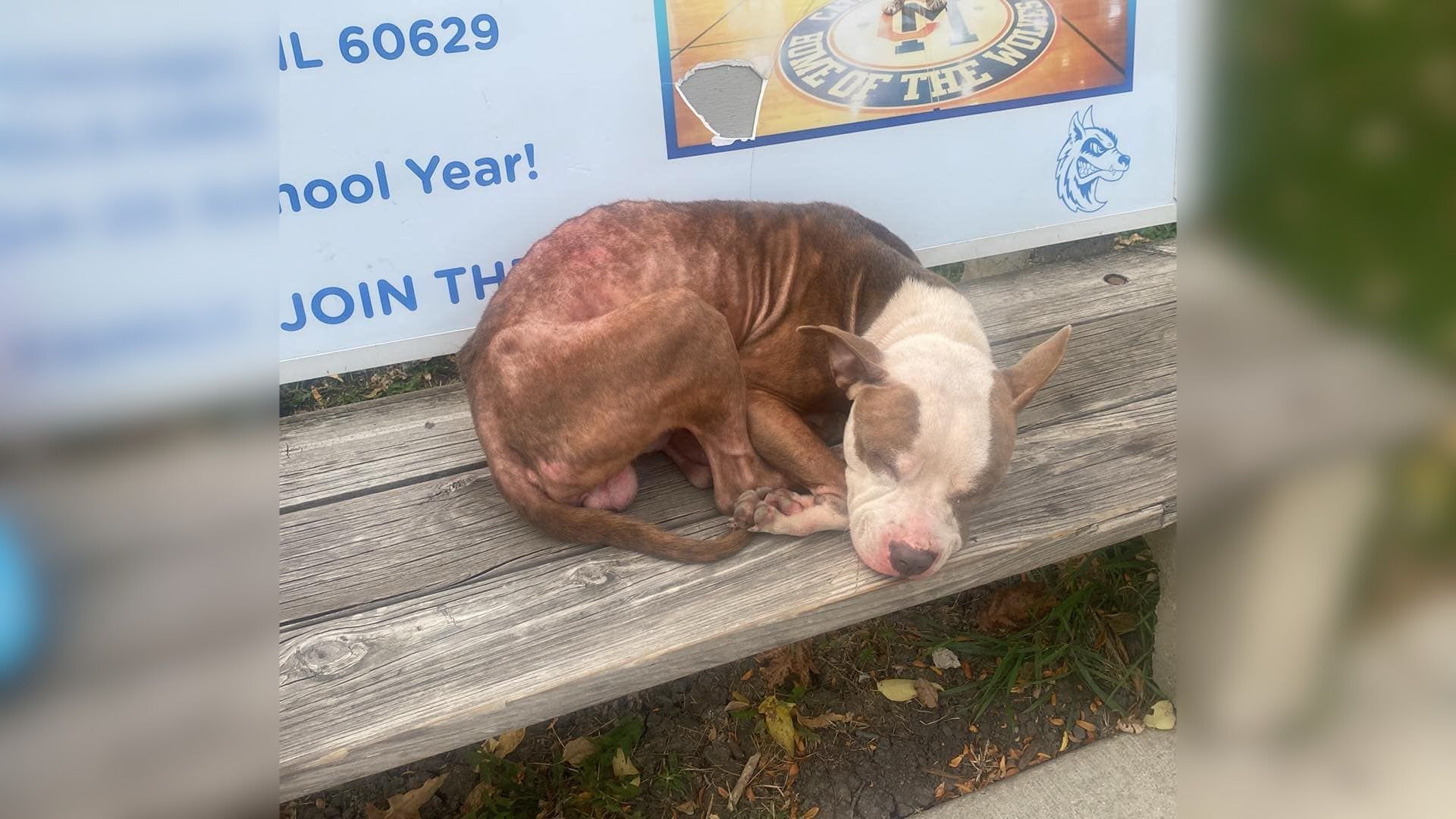 Rescuers Found This Abandoned Pup On A Bench In Illinois Waiting For His Owners To Come Back