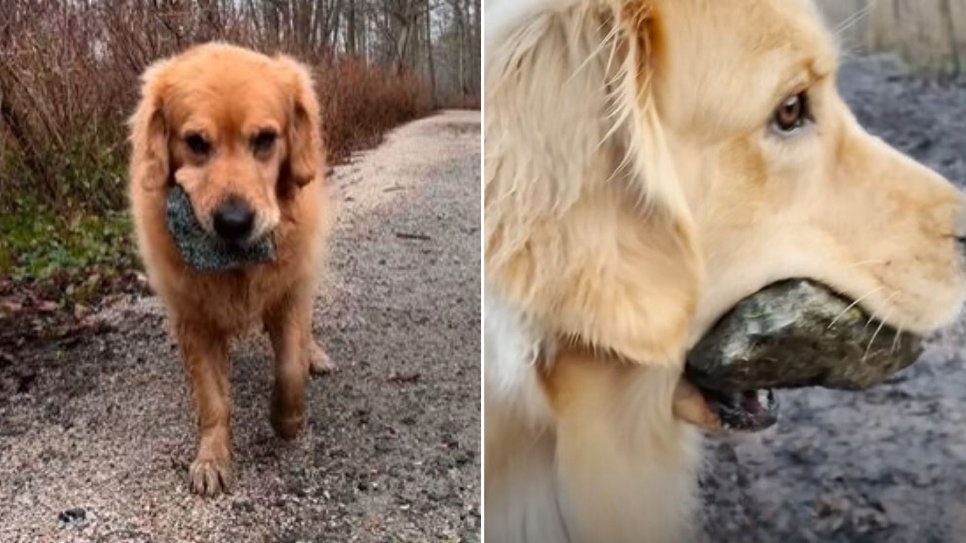 dog carrying a rock