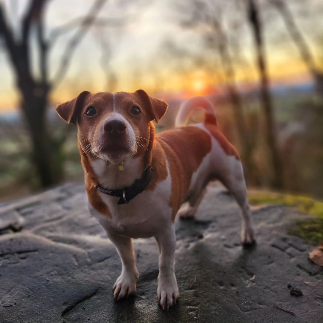 Adorable dog posing for picture