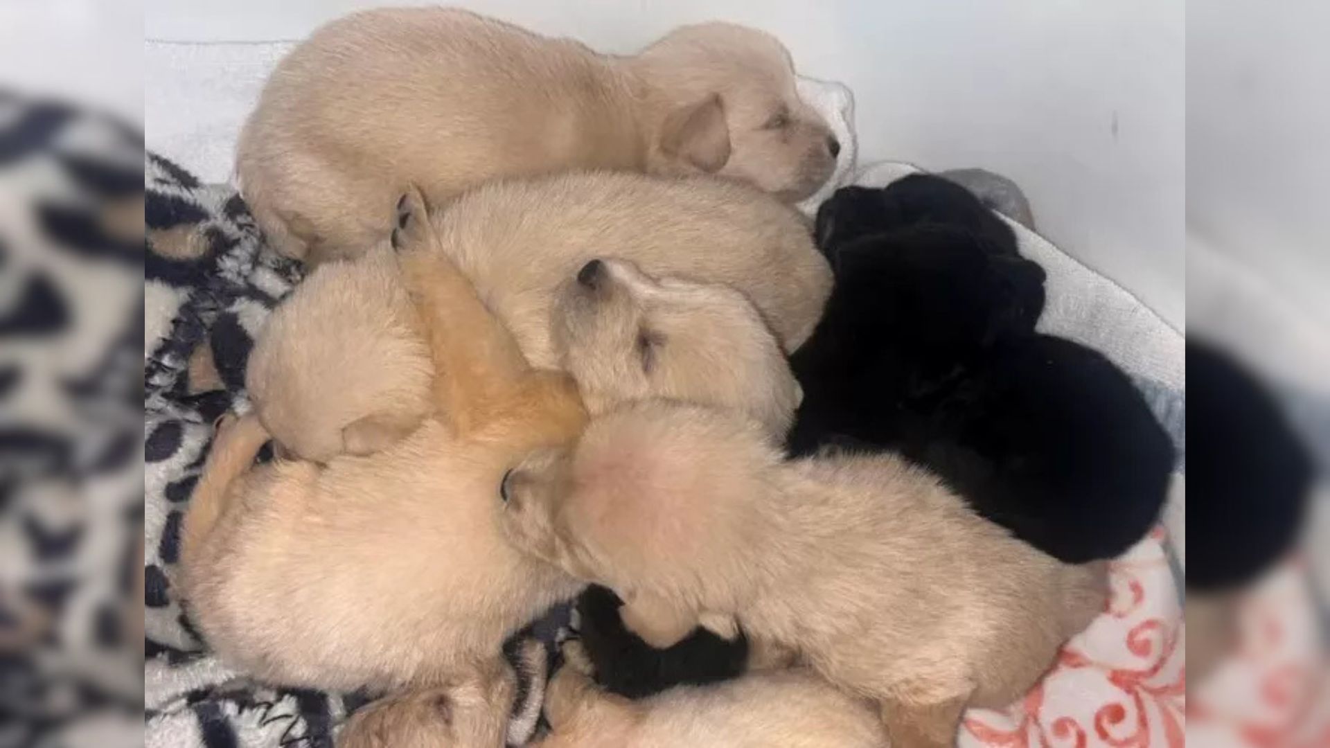 eleven orphaned puppies