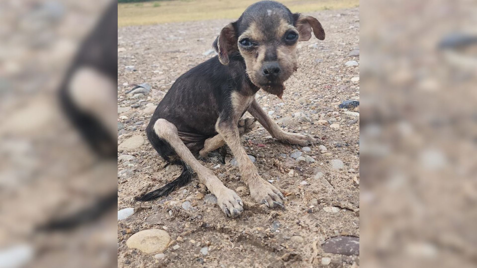 Border Patrol Agent Found A Severely Malnourished Puppy Who Was Struggling, So He Sprung Into Action