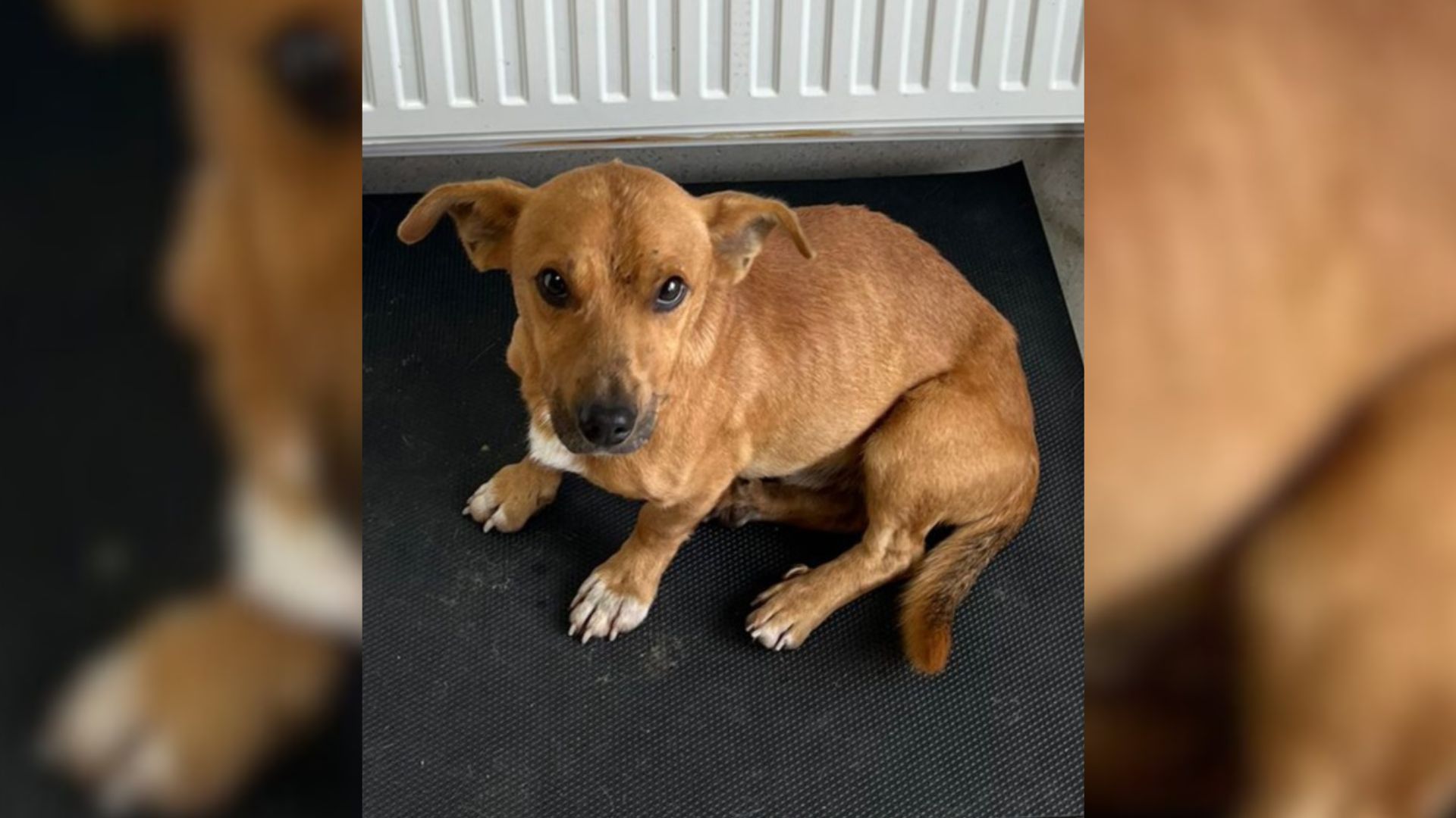 Couple Shocked To Discover Starving Scared Dog Roaming The Streets And Begging For Help