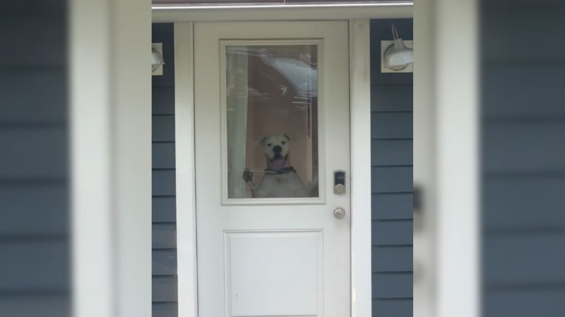 deaf dog on the door