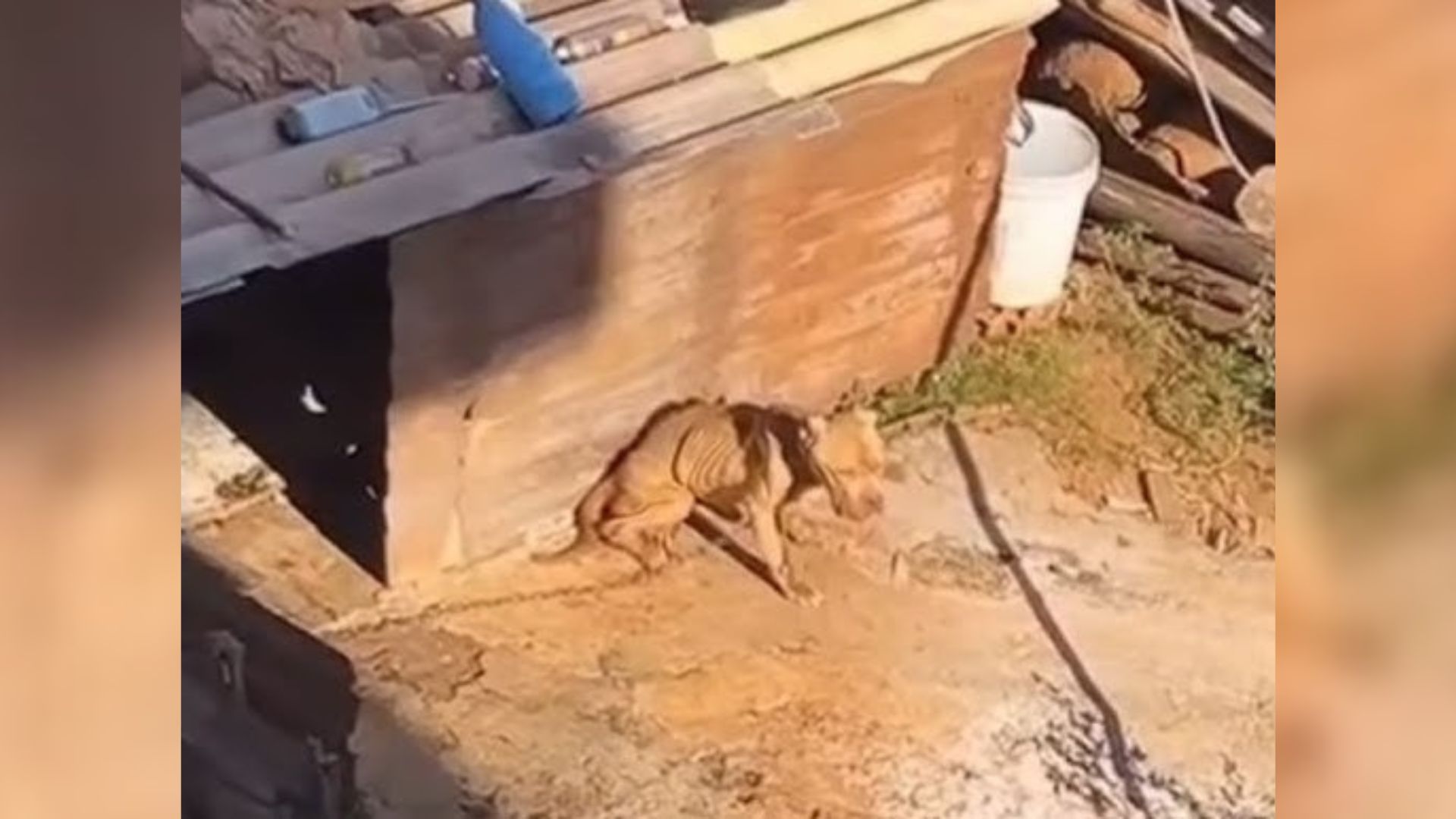 desperate dog finally felt joy