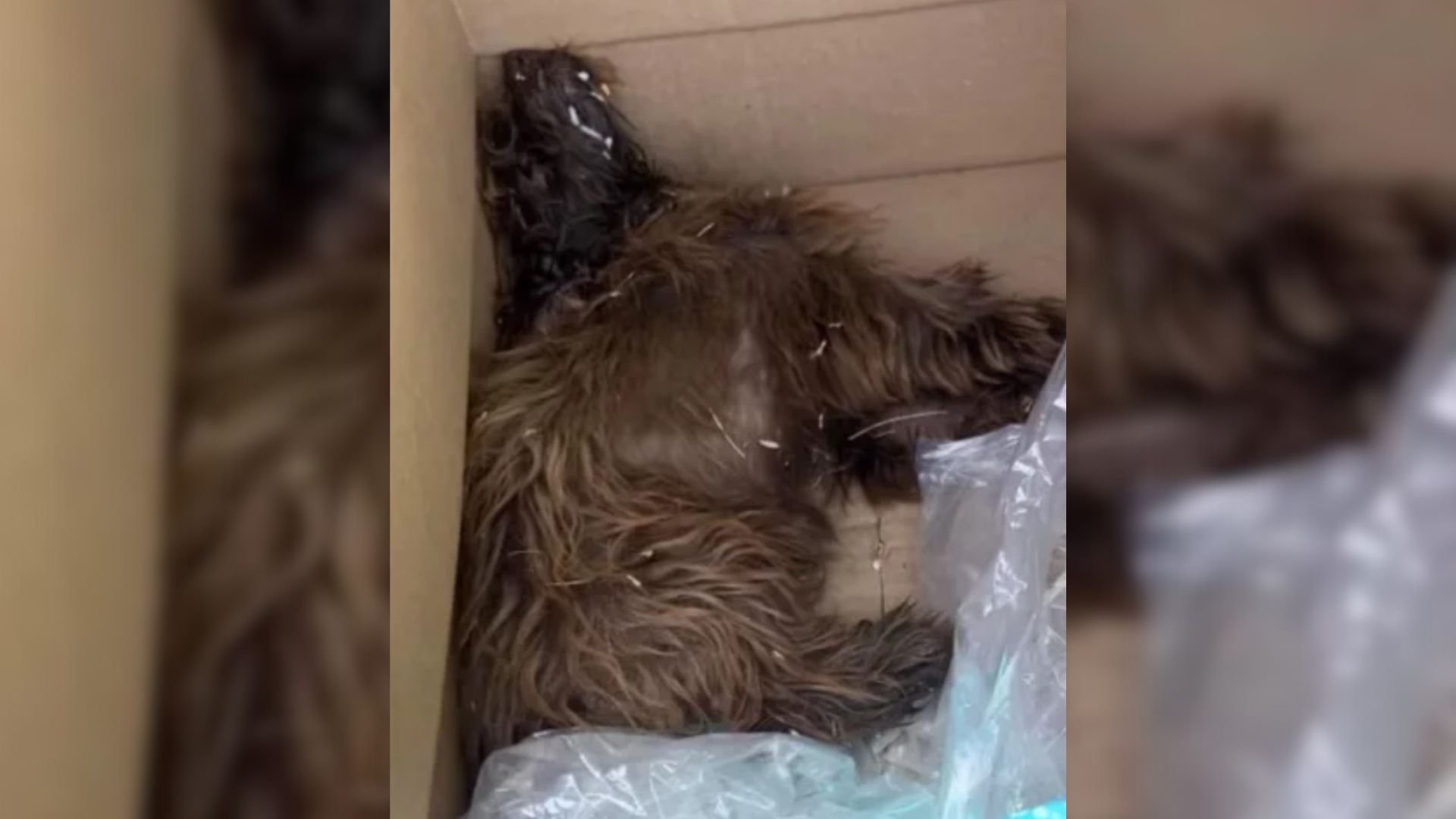 Disabled Pup Found In The Most Heartbreaking Condition In A Box Was Saved By The Perfect Person 