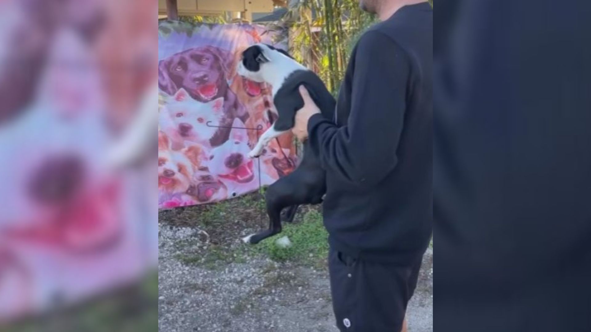 Dog Exploded With Happiness When He Saw The Gates Of Doggy Daycare