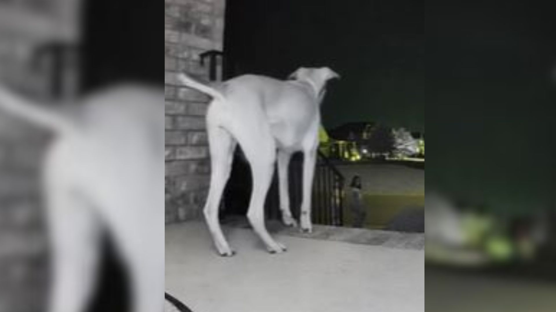 dog in front of house