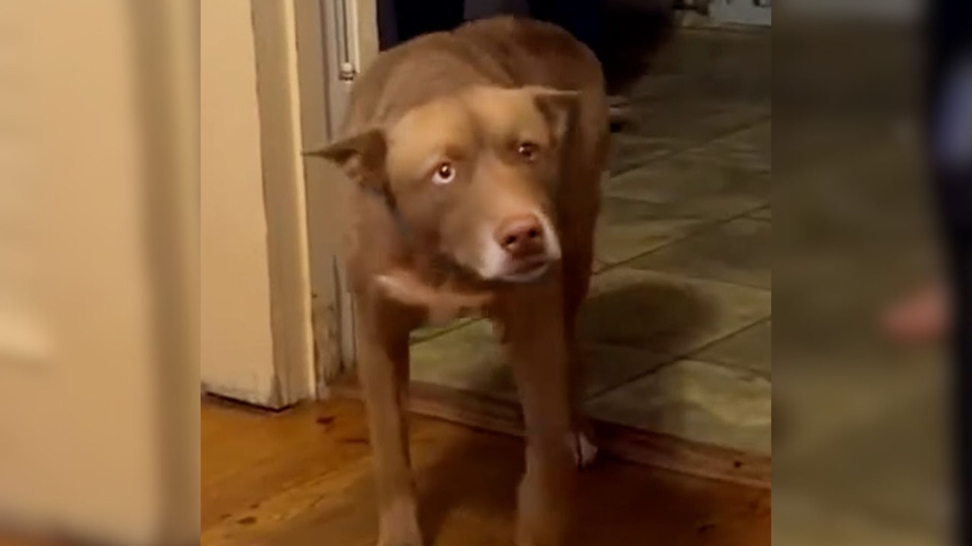 Dog Missing For 5 Months Rejoices When She Finally Realizes That She Is Finally Home