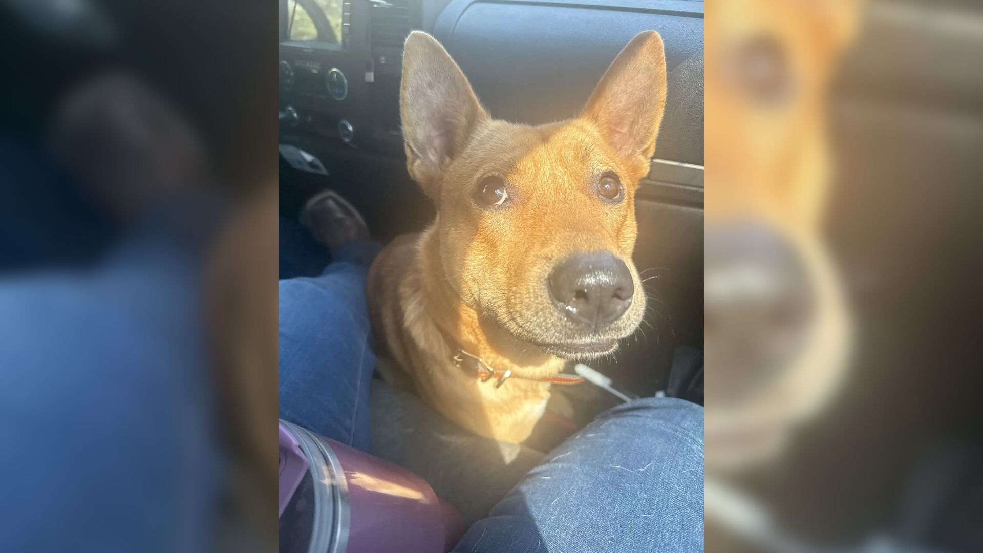 Dog Saved His New Family From A Fire