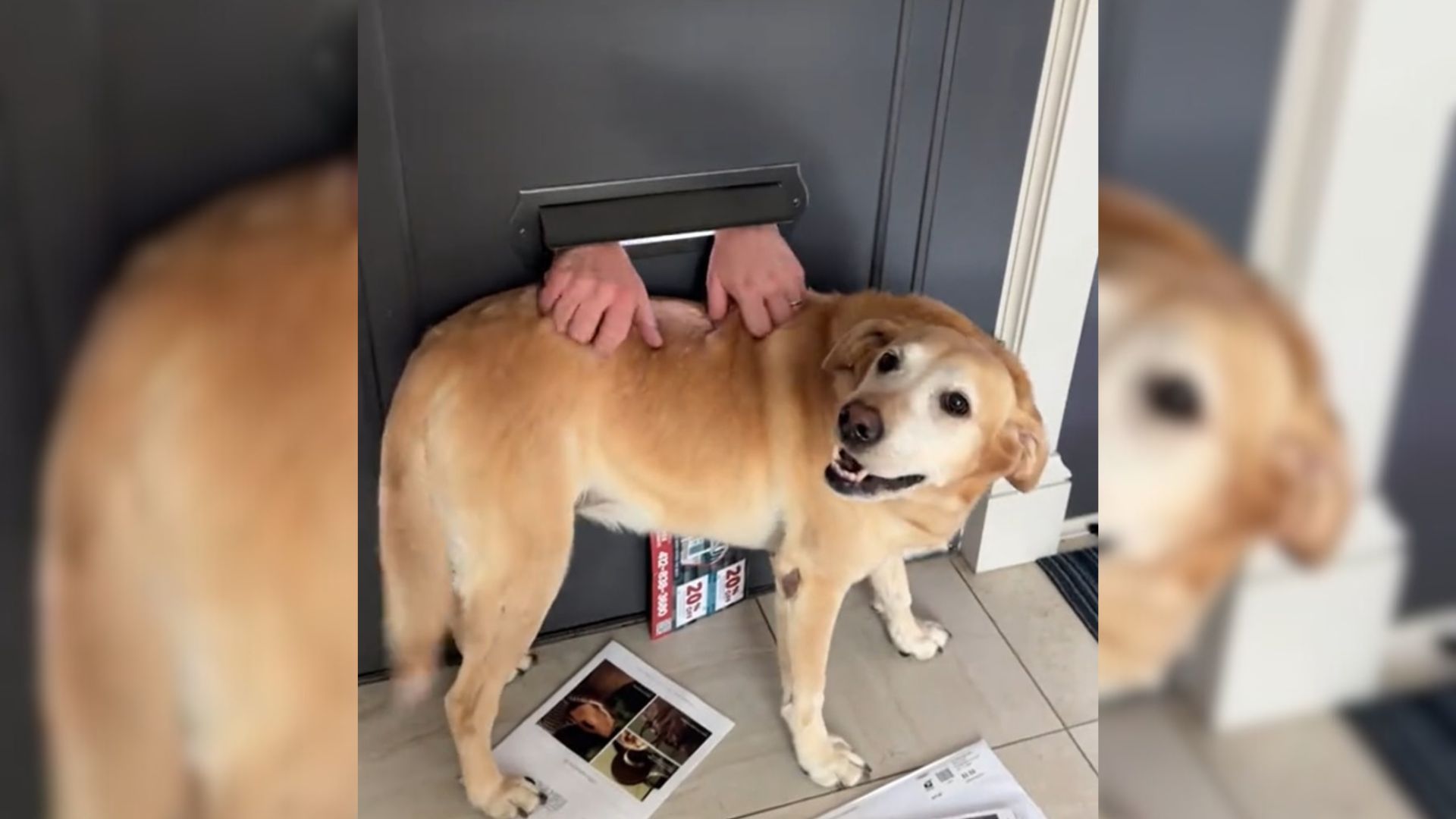 adorable dog with hands through mail slot