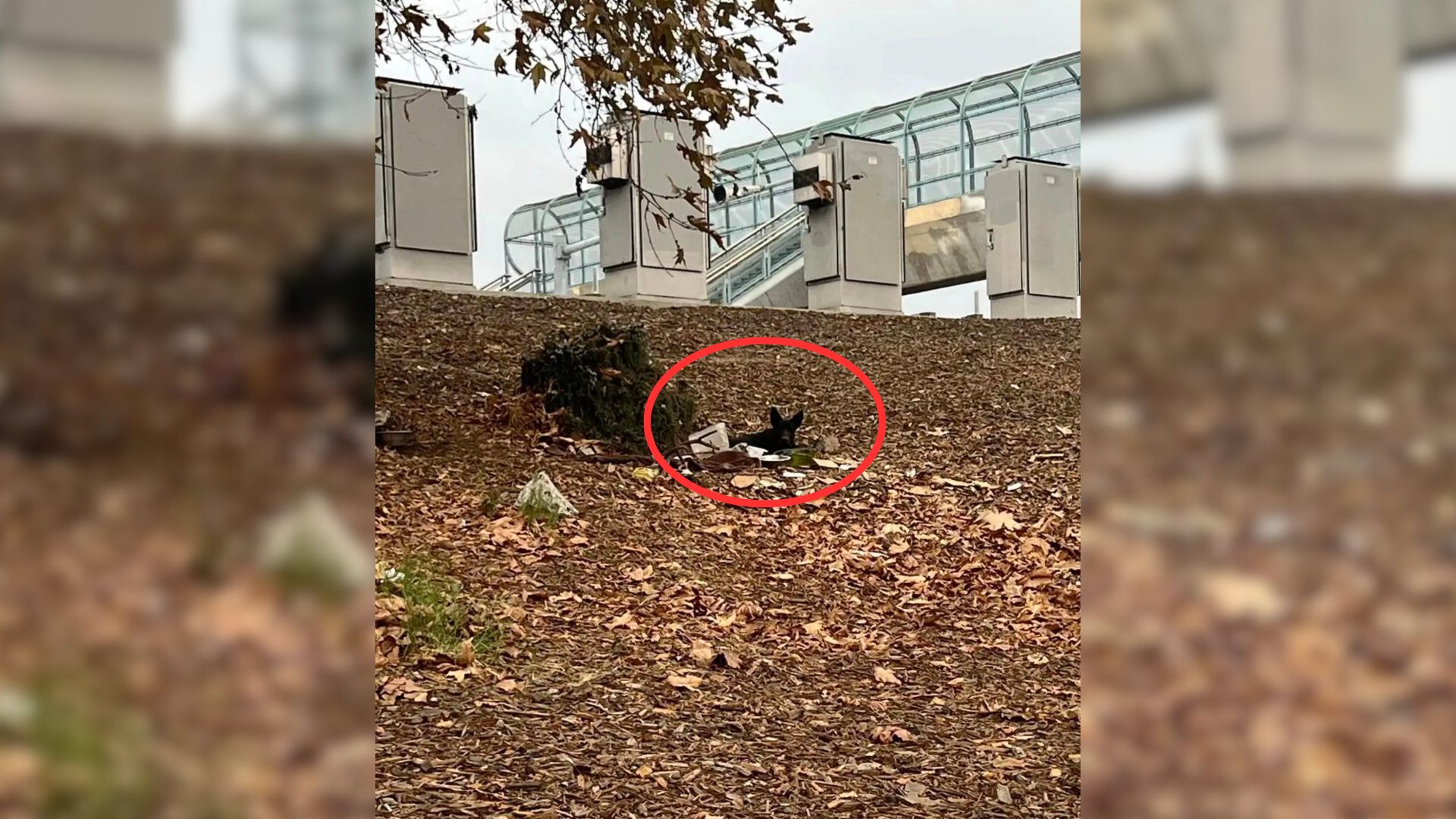 Driver Was Shocked To Notice A Pair Of Black Ears Peeking Out Of Bushes On Freeway