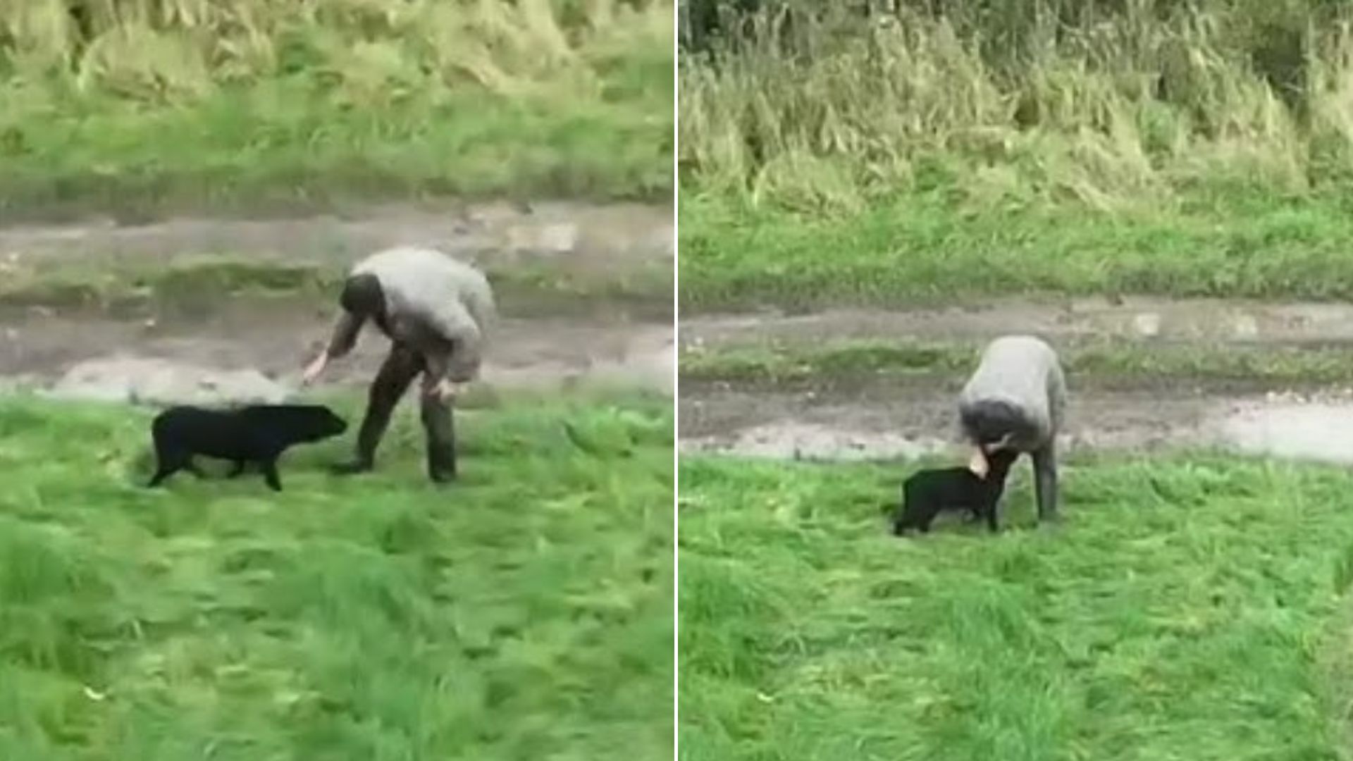 Lost Dog Finally Meets Her Owner Again