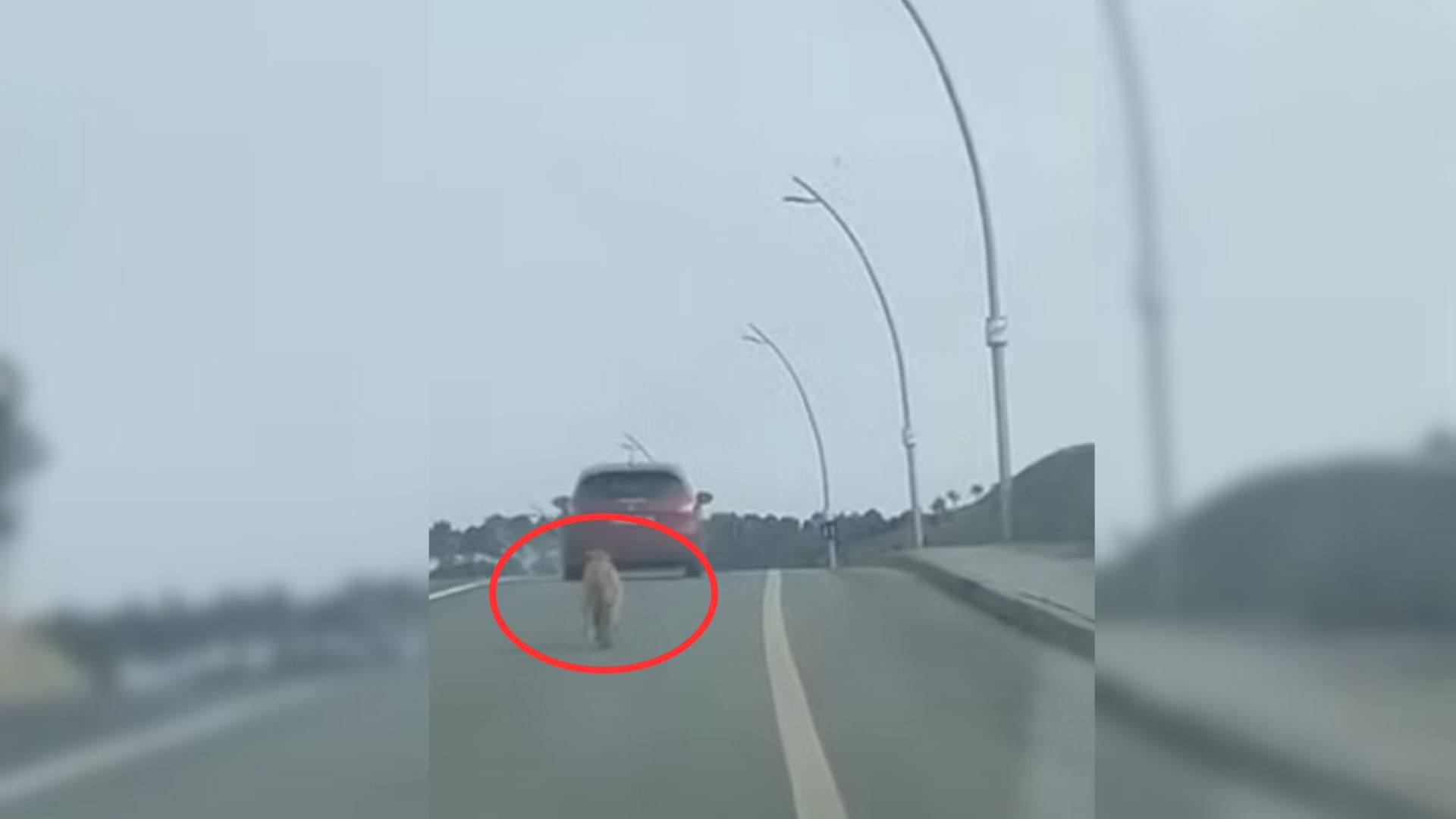 dumped dog running after the car