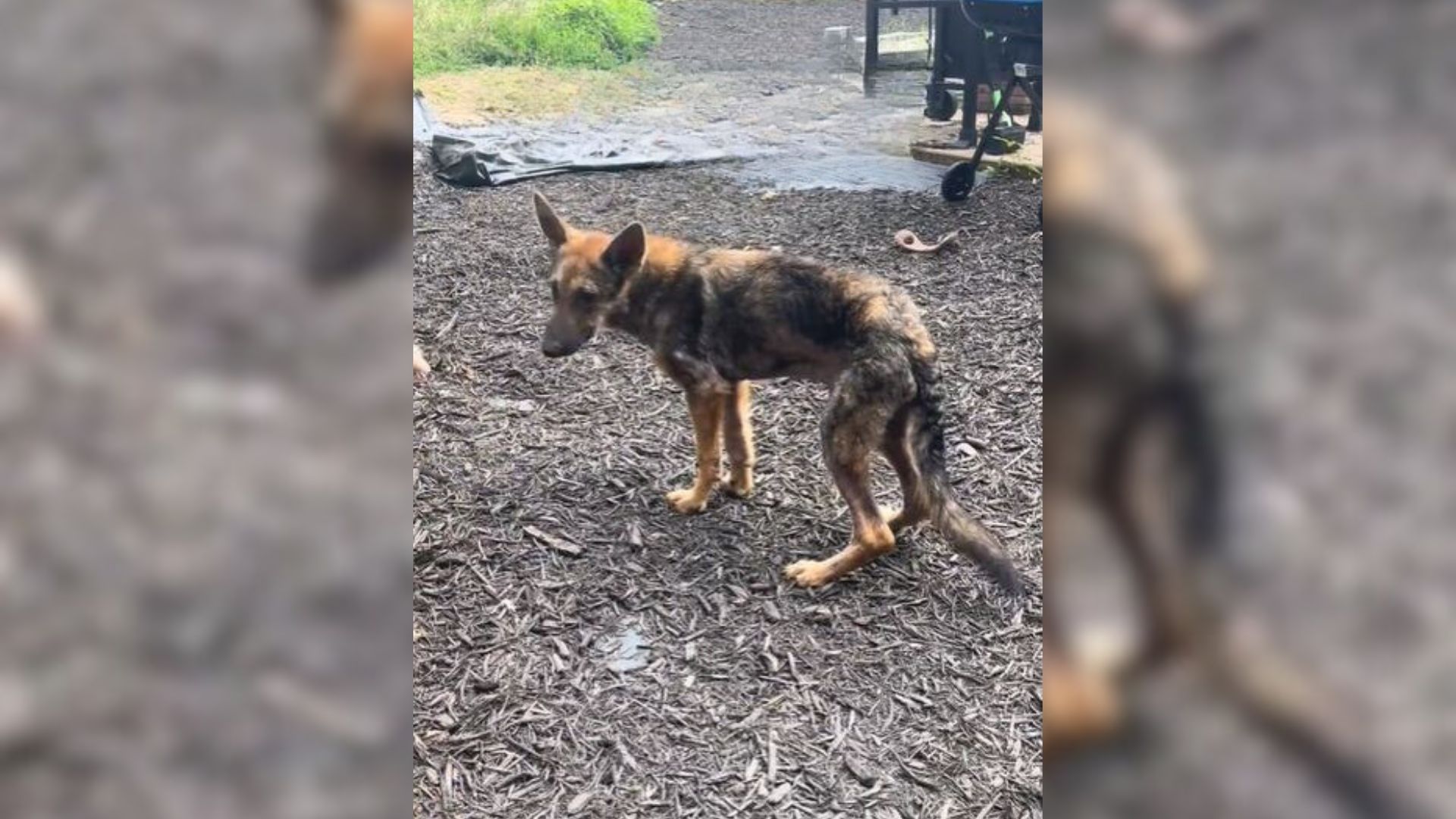 sweet dog standing