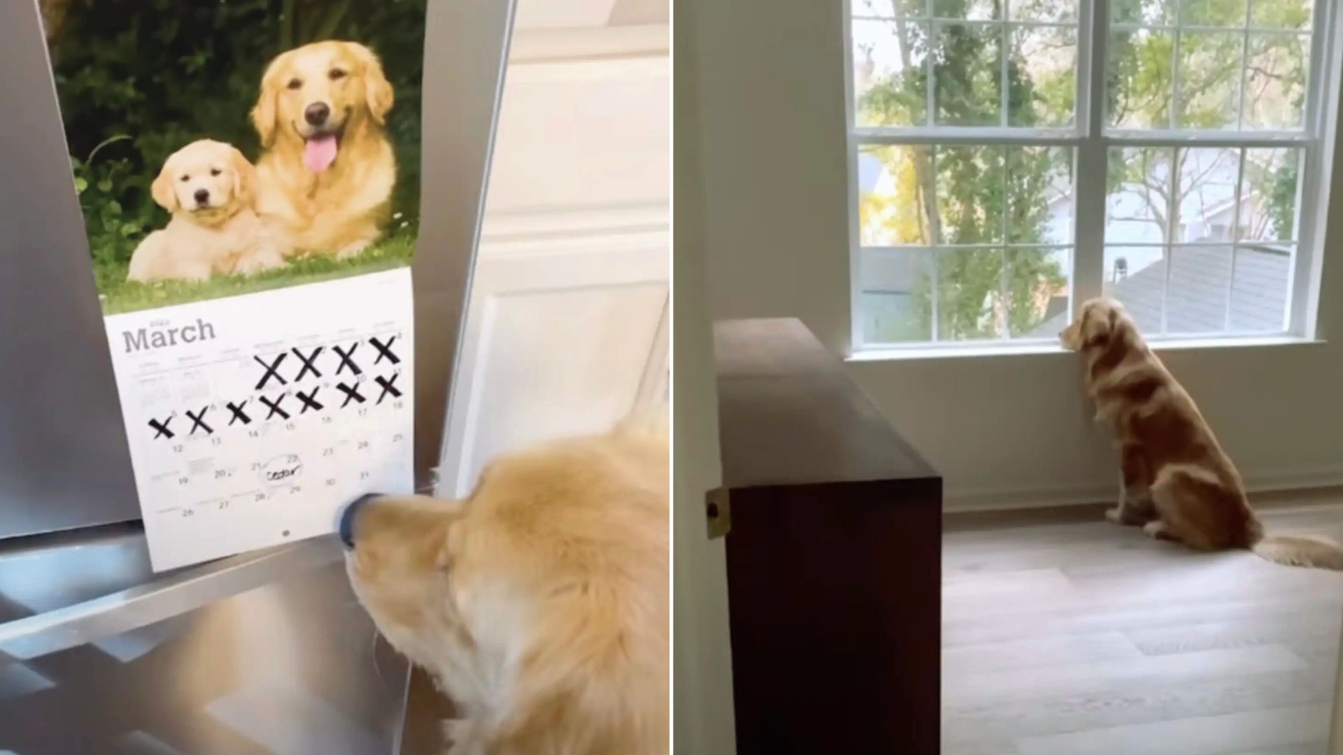 Golden Retriever Can’t Wait To Check Off Days On Calendar And Meet His Perfect Date