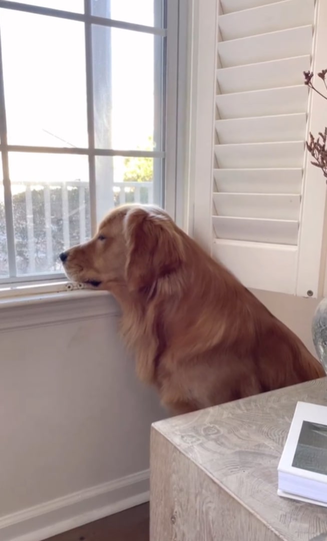 Golden Retriever Watching Trough window