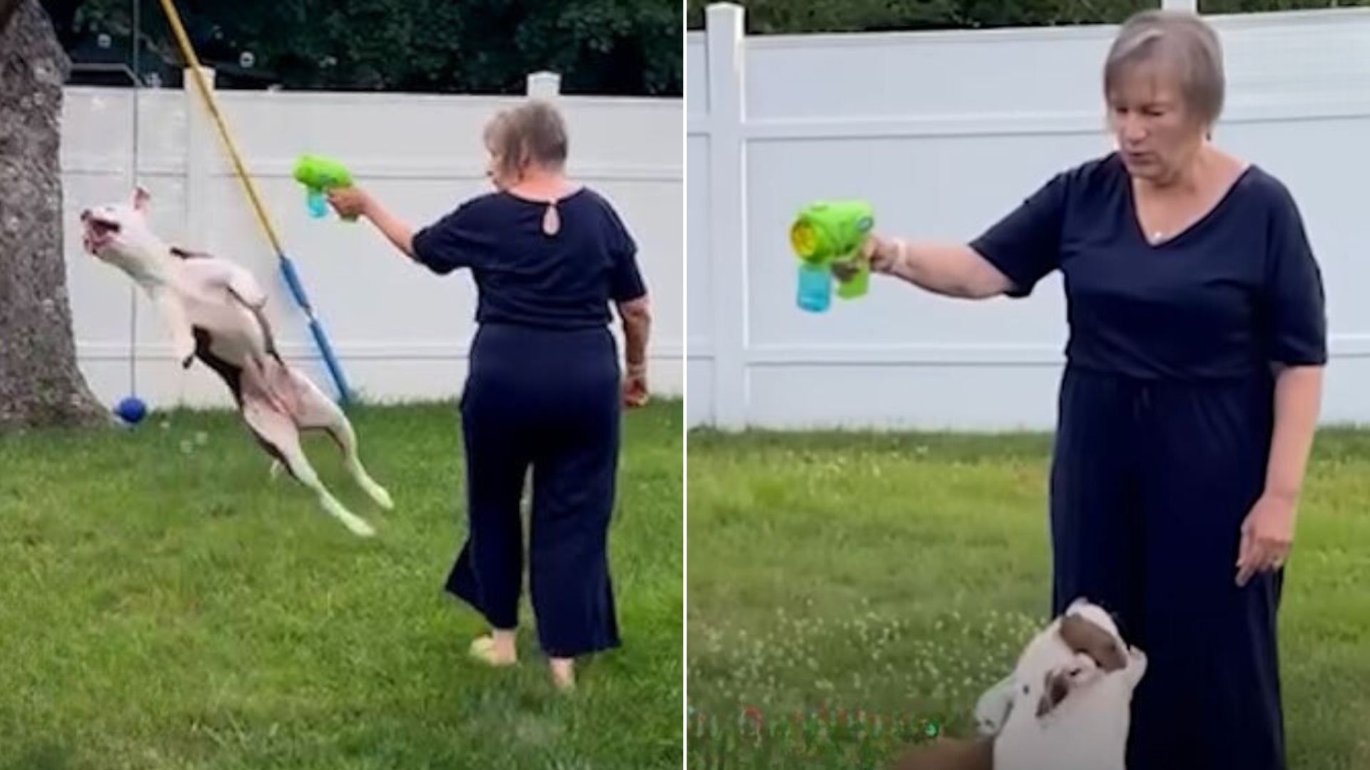 grandma playing with pitbull