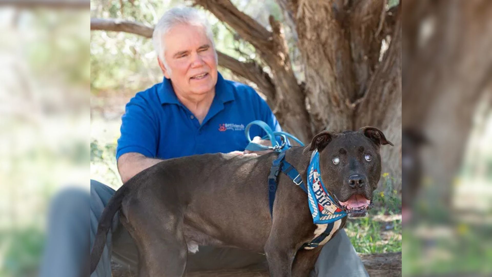 blind dog saves volunteer