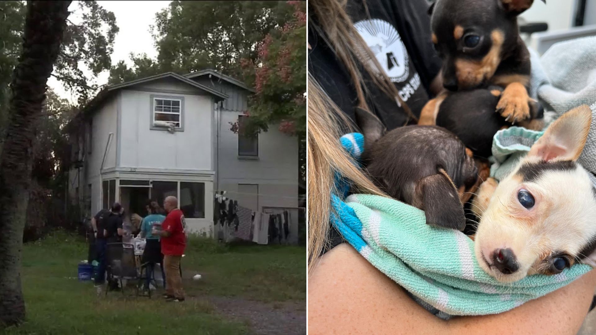 Homeowner Walks In To Find Shocking 130 Chihuahuas Left In An Abandoned House In Florida