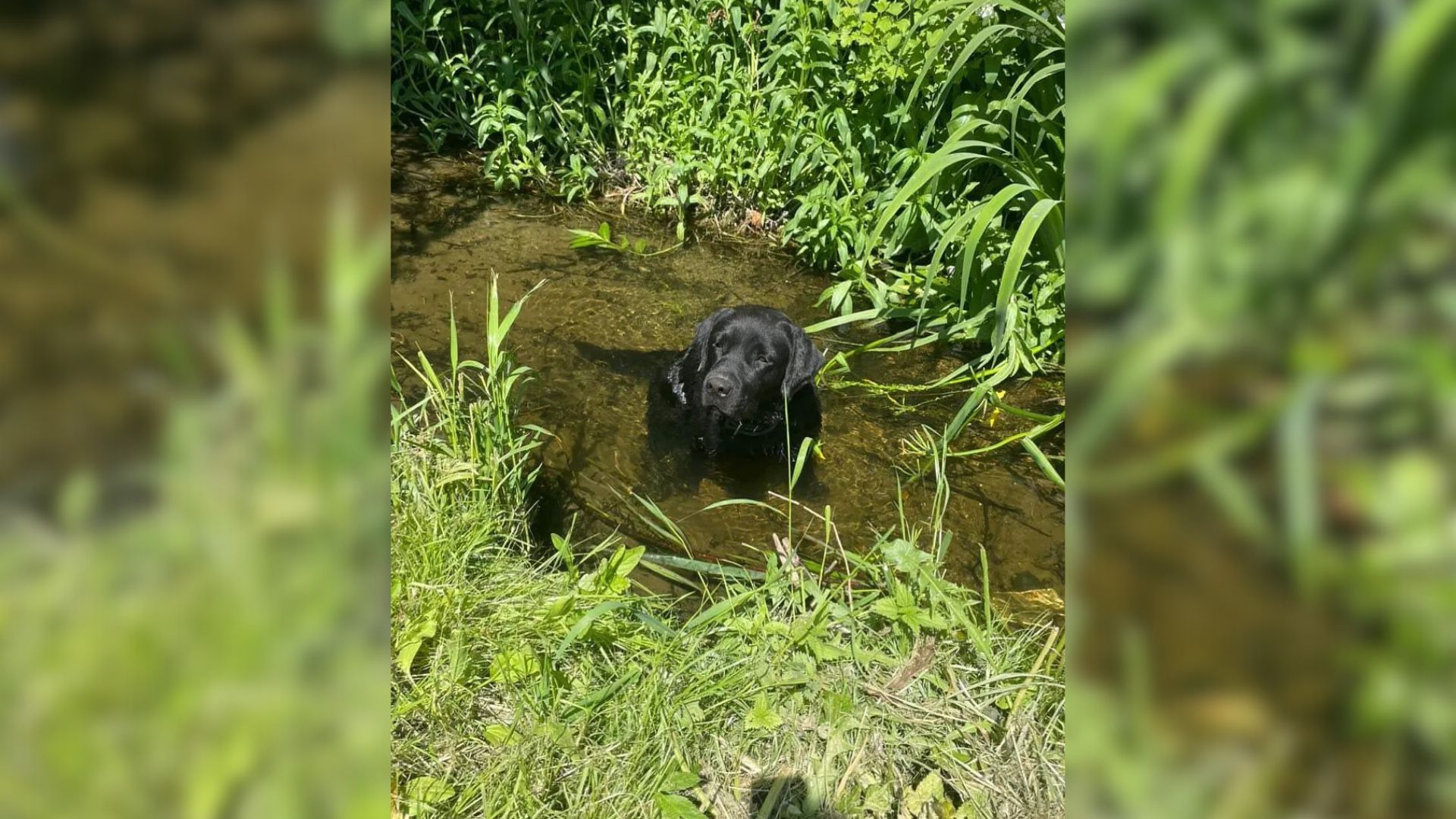 Injured Dog Who Was Crying In A Ditch All Night Hoped