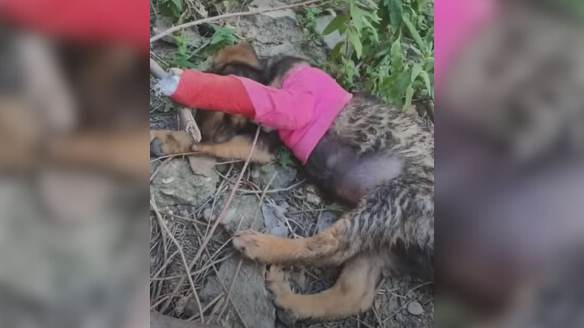 injured puppy laying down