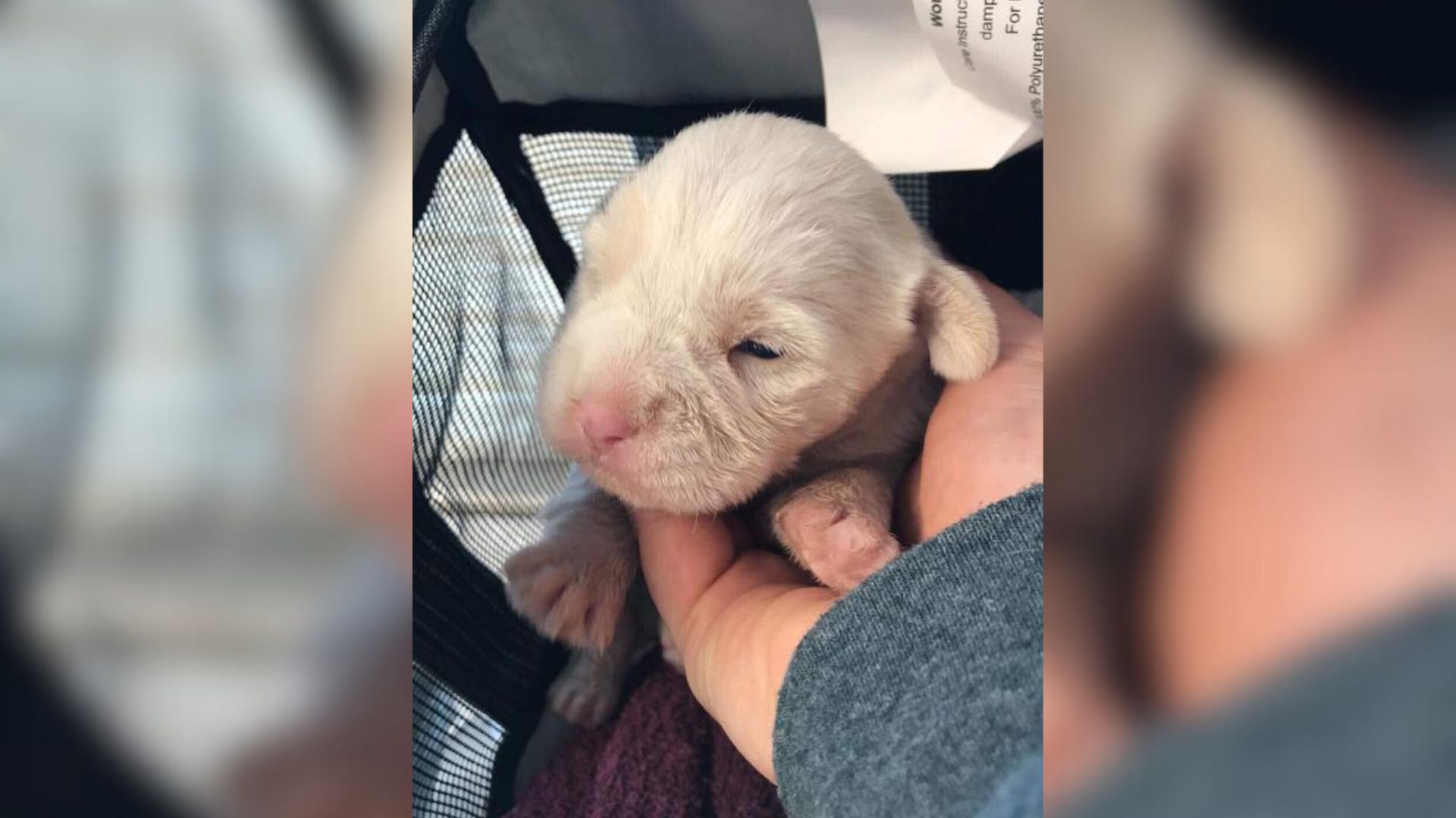 Two-Week-Old Puppy Dumped By The Road In Georgia Breaks Hearts With Her Desperate Cries