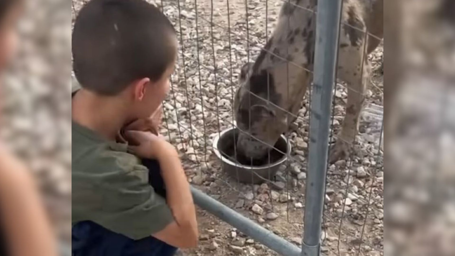 little boy feeding the dog