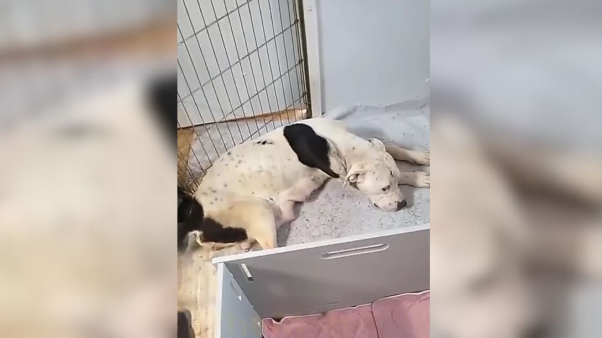 dog and puppies in a shed