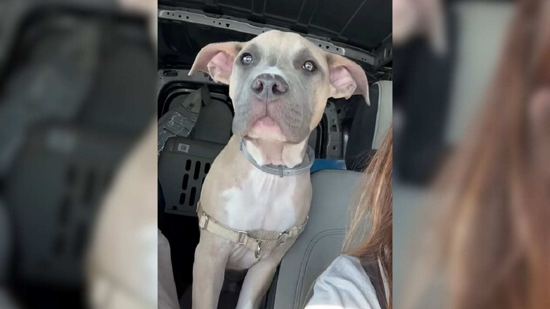 Dog Dumped On Missouri Highway And Tied To His Kennel Has A Whole New Life Now