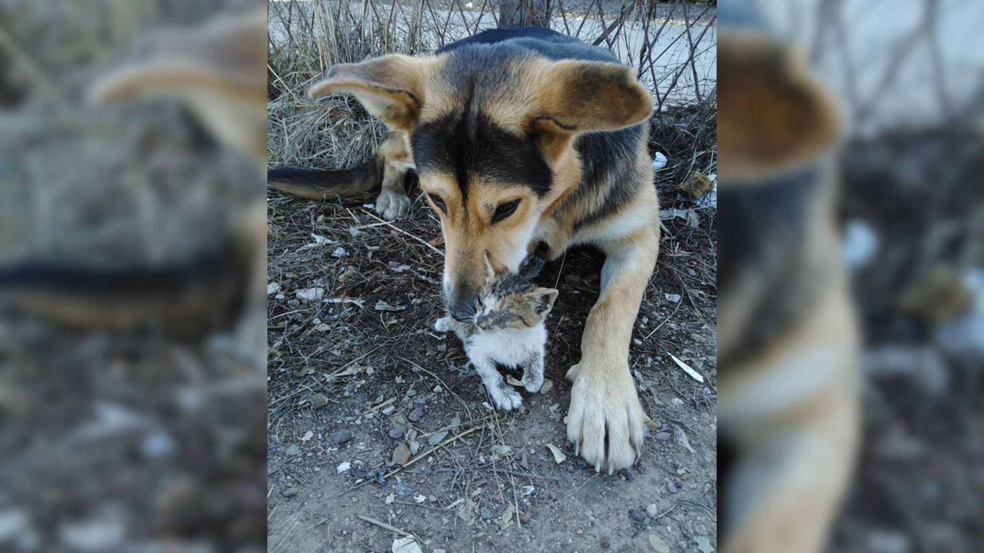 dog helping a kitten