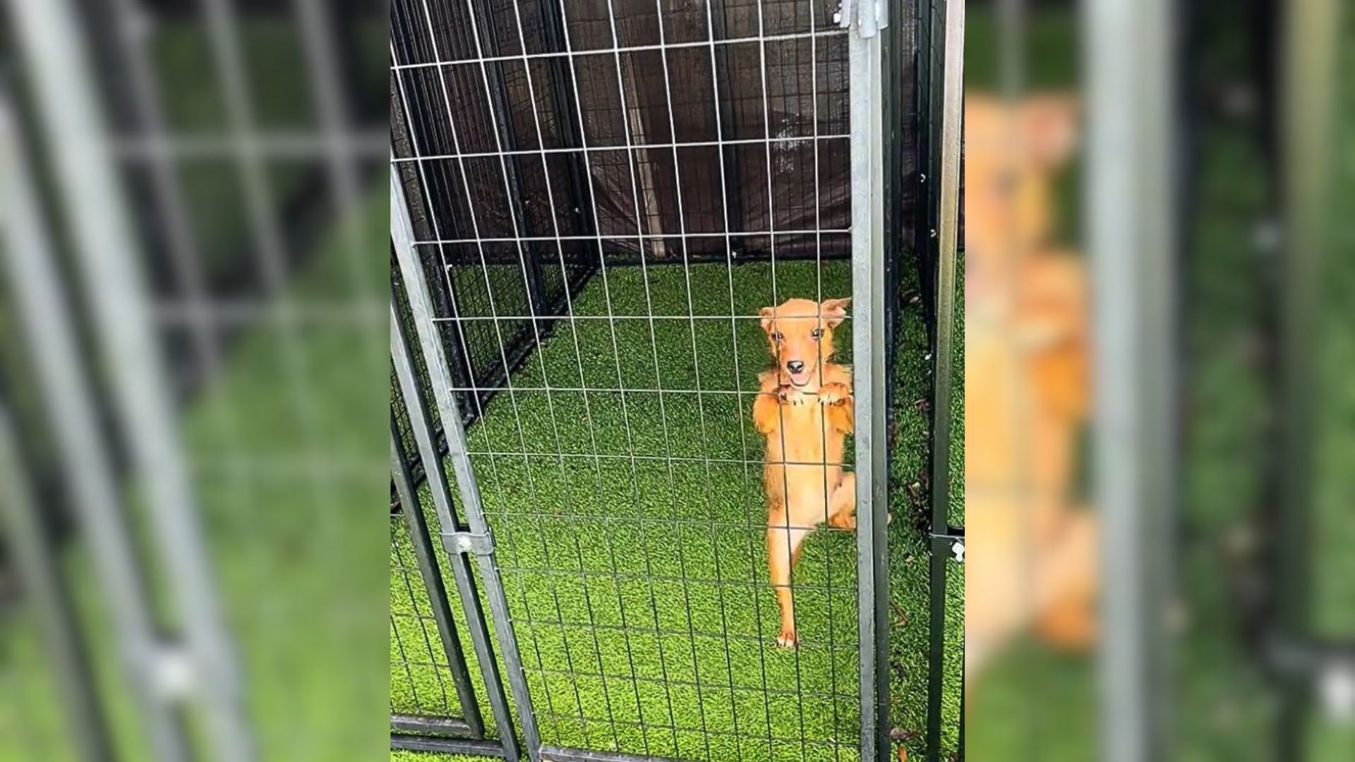 Lonely Shelter Puppy Keeps Climbing The Bars Of Her Kennel