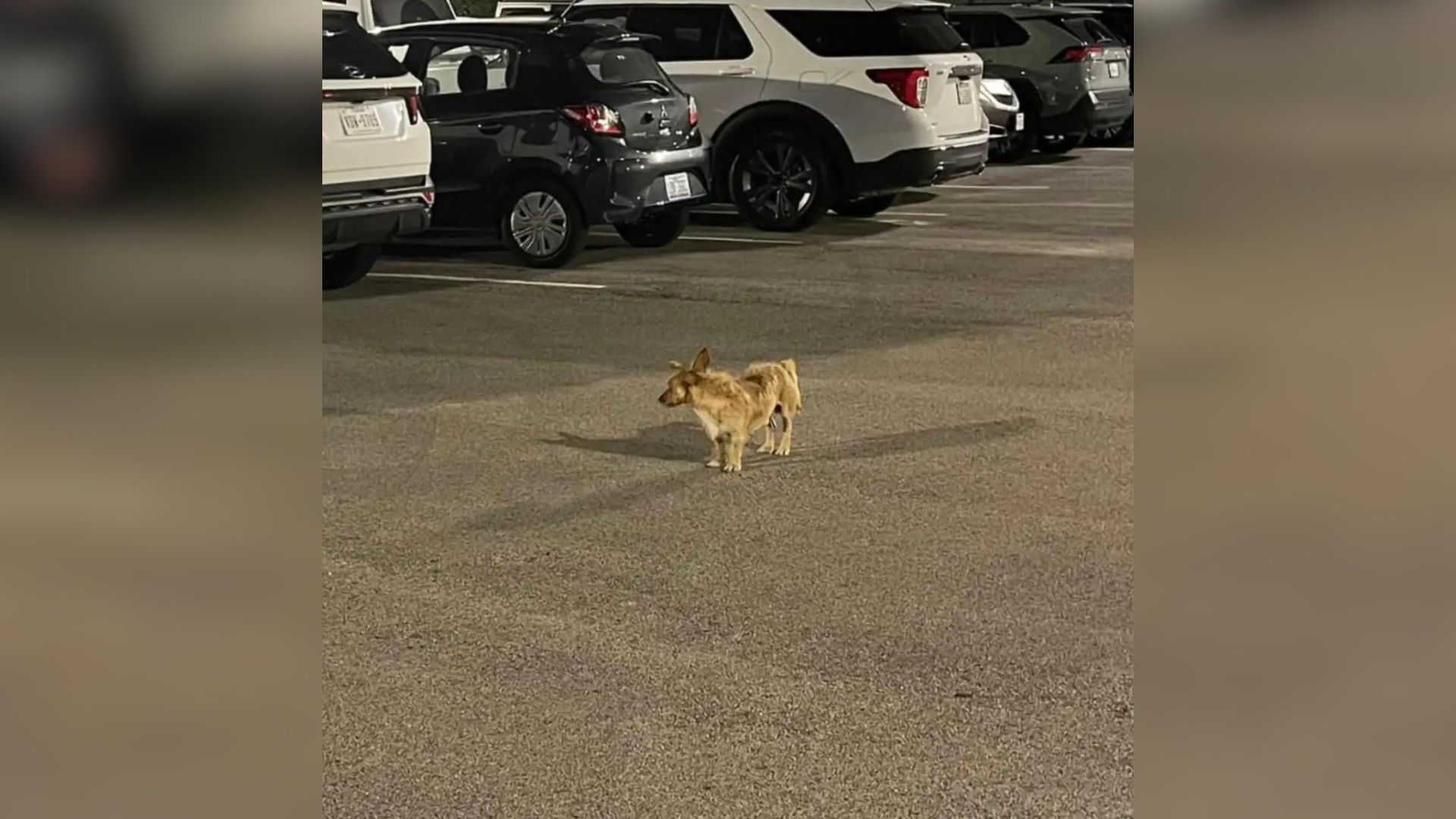 stray dog in a parkin lot